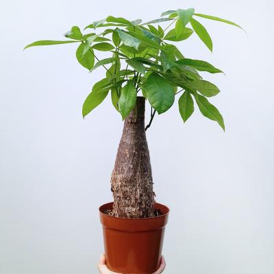파키라 꽃파는농부 - 이국적인 분위기를 자아내는 독특한 공기정화식물 파키라(대품)