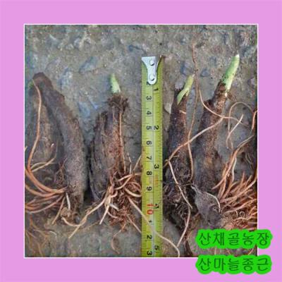 산마늘 화천산약초 산마늘모종(울릉도명이나물모종)50촉